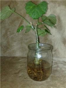 ptashka_cissus_2.jpg