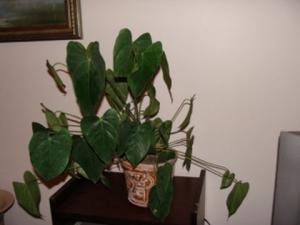 DSC00741.JPG