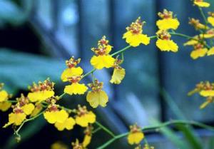 oncidium-k111.jpg