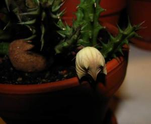 ksyu_huernia.JPG