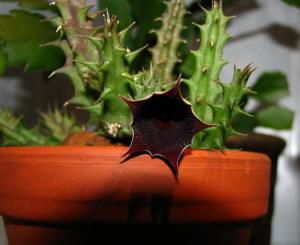ksyu_huernia_1.JPG