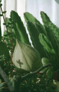 hippo_stapelia_1.jpg