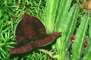 hippo_stapelia_3.jpg