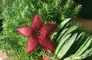 hippo_stapelia_6.jpg