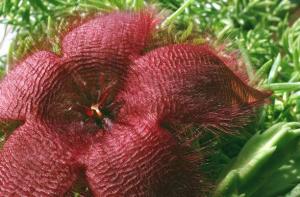 hippo_stapelia_7.jpg