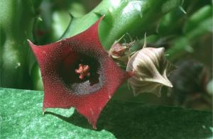 hippo_stapelia_2.jpg