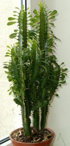 HPIM56960.JPG