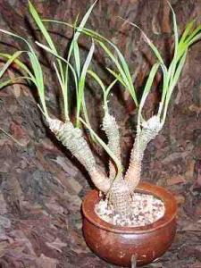 Chlorophytum_suffruticosum.jpg