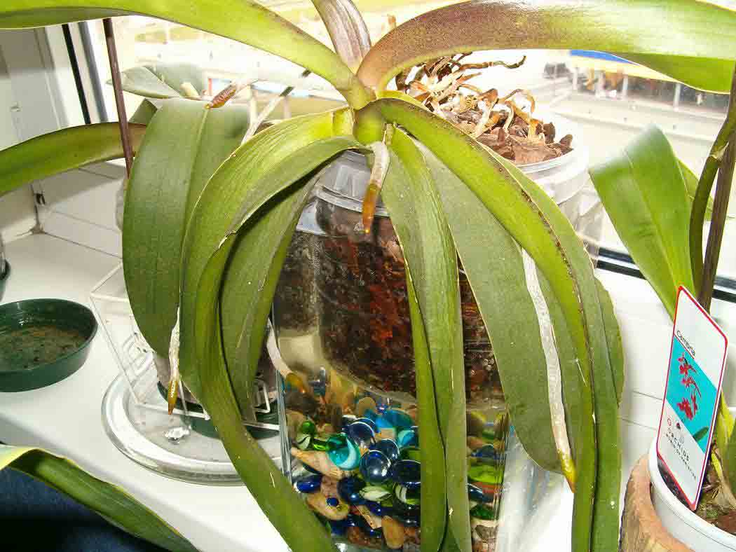 34 лучших вида комнатных орхидей с названиями