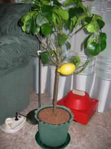 2008_005_citrus080808.jpg