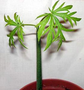 Jatropha_15dec.JPG