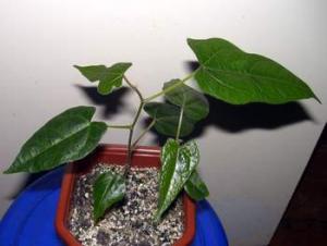 Acerifolius_12_jan_09.JPG