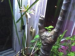 dracena_s_prychshikom.jpg