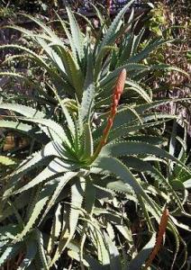 Aloe-111.JPG