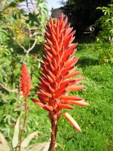 aloe_017-2.JPG