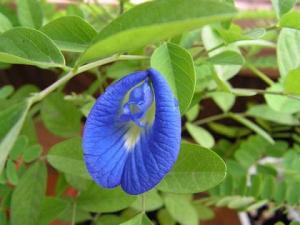 clitoria.JPG