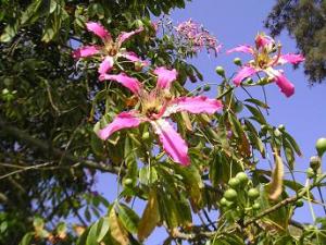 madam_chorizia_040805_014.JPG