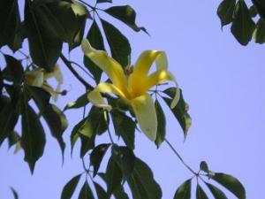 madam_chorizia_040805_024.JPG