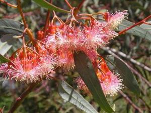 m_Eucalyptus__torquata.JPG