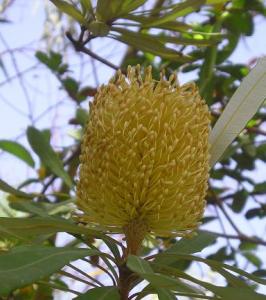 m_Banksia_integrifolia15.JPG