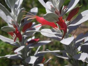 m_Eremophila__glabra15.JPG