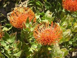 m_Leucospermum__patersonii_.JPG