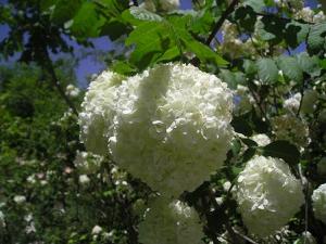 m_Viburnum_sp3.JPG