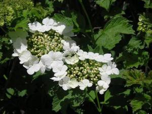 m_Viburnum__opulus.JPG