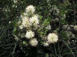 m_Melaleuca__cuticularis2.JPG