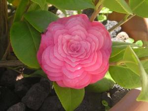 m_Camellia__japonica.JPG