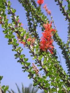 m_Fouquieria_splendens_Englem_1.JPG