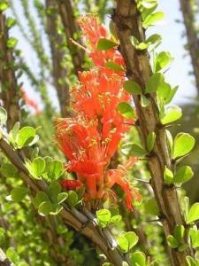 m_Fouquieria_splendens_Englem.JPG