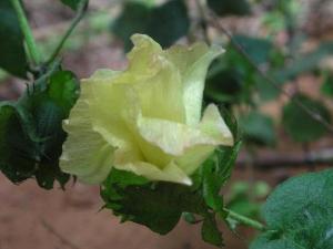 Gossypium_hirsutum_m1.JPG