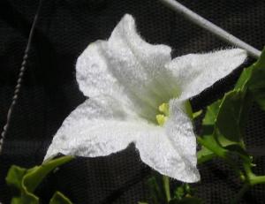 m-Senecio_angulatum.JPG