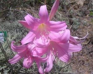 Amaryllis_belladonna1.JPG