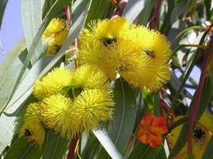 Eucalyptus_erythrocorys3.JPG