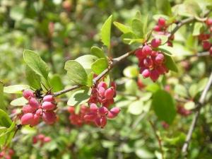 Berberis.JPG