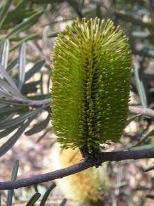 Banksia1.JPG