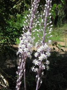 Urginea_maritima.JPG