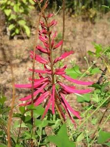 Erythrina_herbacea.JPG