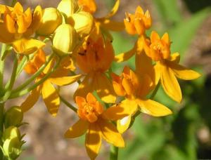 Asclepias_tuberosa.JPG