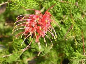 Grevillea2.JPG