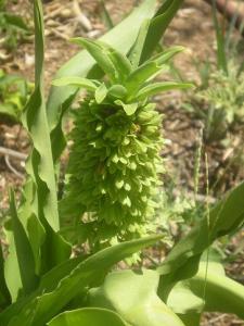 m_Eucomis__undulata.JPG