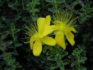 Hypericum_balearicum.JPG