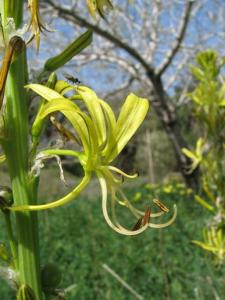 Asphodeline_lutea803_114.jpg