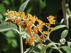 Buddleja_madagascariensis803_355.JPG