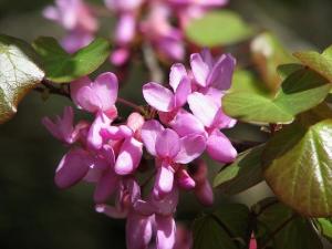 Cercis_siliquastrum803_077li.JPG