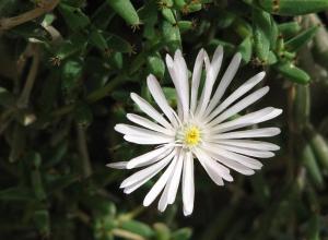 Trichodiadema_barbatum803_292.JPG