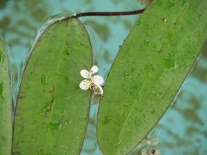 Aponogeton_distachyos803_061.JPG