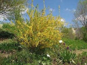 Forsythia_europaea804_122.JPG